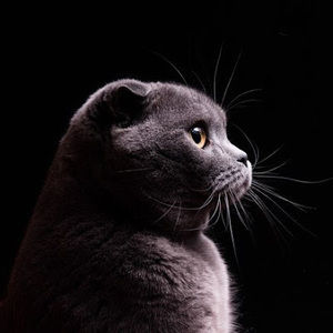 Meet your Posher, Evgenia